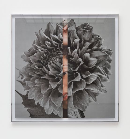 Hollywood Dahlia by Kathryn Andrews contemporary artwork Mixed Media