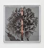 Hollywood Dahlia by Kathryn Andrews contemporary artwork Mixed Media