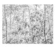 Untitled 6 from the series Paysages Sri Lanka by Gilbert Hage contemporary artwork Print