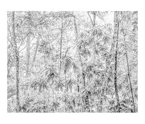 Untitled 6 from the series Paysages Sri Lanka by Gilbert Hage contemporary artwork Print