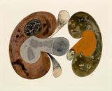 Aging Mushrooms New York by Irving Penn contemporary artwork works on paper