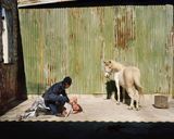 Accident in the Stable by Johno Mellish contemporary artwork photography