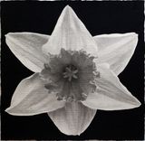 Blossoms Daffodil by Lee Chun-Yi contemporary artwork drawing works on paper