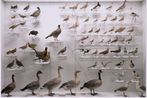 Shi Guowei contemporary artist