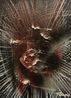 Work Power SY - 125 by Yasuo Sumi contemporary artwork Painting
