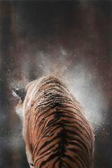 Winter tiger by Aleksandar Duravcevic contemporary artwork painting