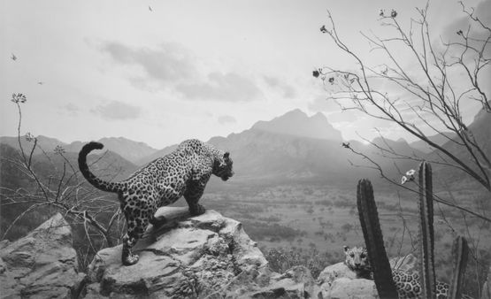 Jaguar by Hiroshi Sugimoto contemporary artwork Photography