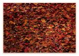 Autumn by Thomas Demand contemporary artwork print