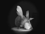 Dead Bee Portrait 9 by Anne Noble contemporary artwork photography