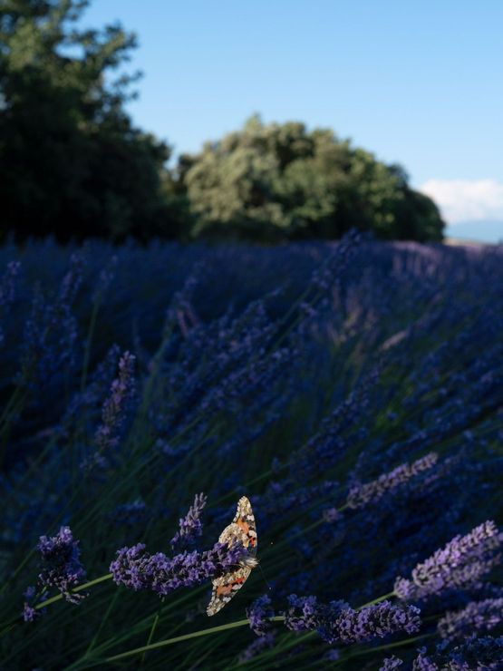 Painted Lady Butterfly on Lavender France by Lucas Foglia contemporary artwork Print