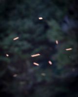 Song Sting Swarm 10 by Anne Noble contemporary artwork photography