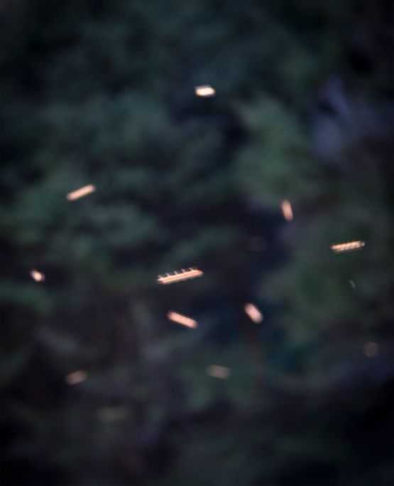Song Sting Swarm 10 by Anne Noble contemporary artwork Photography