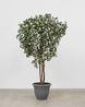 Moon Tree by Gabriel Orozco contemporary artwork Sculpture