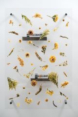 Post Classical III by Anicka Yi contemporary artwork design