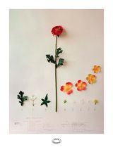 Herbario de Plantas Artificiais A taxonomie by Alberto Baraya contemporary artwork painting