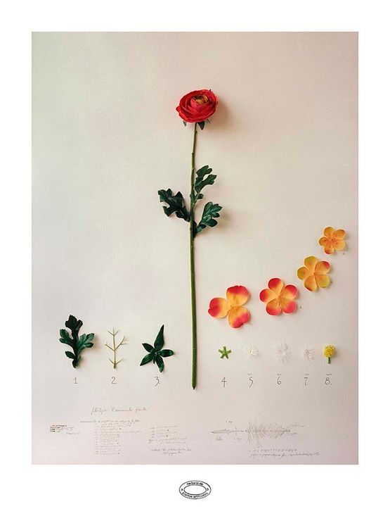 Herbario de Plantas Artificiais A taxonomie by Alberto Baraya contemporary artwork Painting