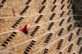 Woman in Chand Baori Stepwell India by Steve Mccurry contemporary artwork photography print