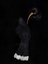 Lovers Timaru South Canterbury Museum by Fiona Pardington contemporary artwork photography print