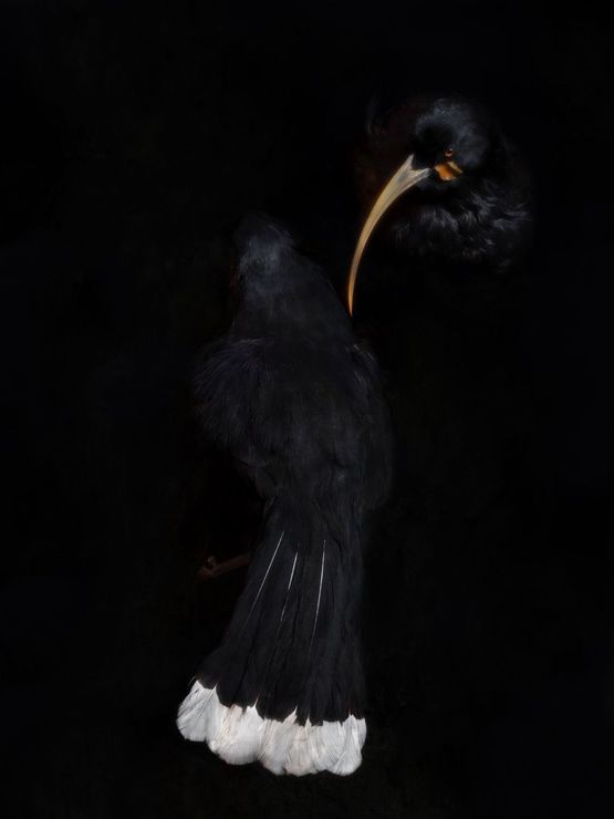 Lovers Timaru South Canterbury Museum by Fiona Pardington contemporary artwork Photography