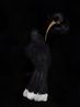 Lovers Timaru South Canterbury Museum by Fiona Pardington contemporary artwork Photography
