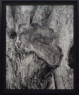 Untitled Tree Stump II by Harry Culy contemporary artwork photography