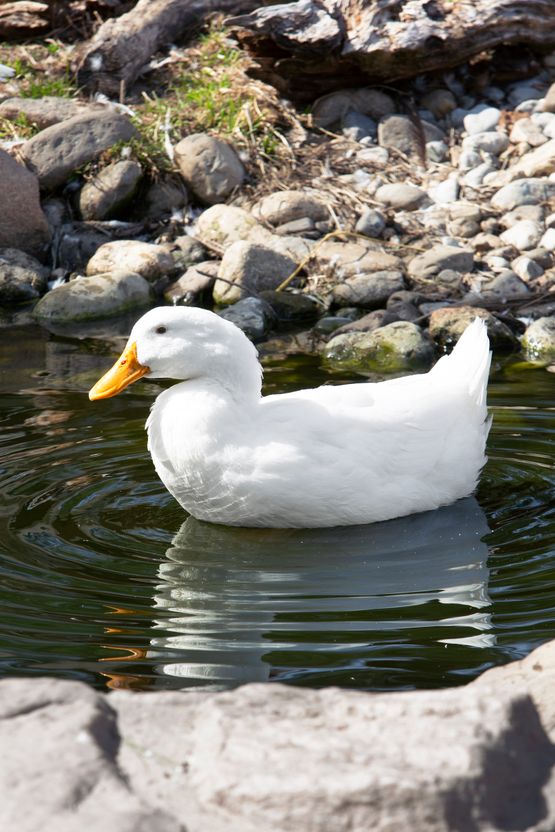 White Duck by Roe Ethridge contemporary artwork Photography