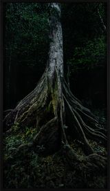 Capinuri 1 Breathing with the Forest by Marshmallow Laser Feast contemporary artwork photography