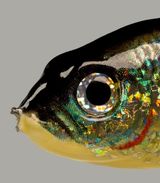 Lure by Boyd Webb contemporary artwork print