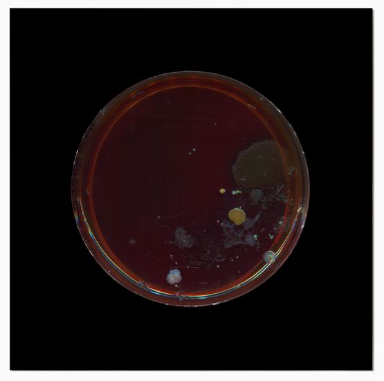 Archive of Dust British Museum Room 18 no.7 by Dane Mitchell contemporary artwork Print