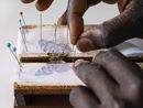 Douglas Pinning a Painted Lady Butterfly African Butterfly Research Institute Kenya by Lucas Foglia contemporary artwork Print