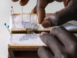 Douglas Pinning a Painted Lady Butterfly African Butterfly Research Institute Kenya by Lucas Foglia contemporary artwork print