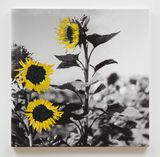 Untitled by Ziad Antar contemporary artwork painting photography