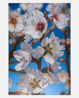 Exstacy Almond Blossom MELIDES 01 by Mustafa Hulusi contemporary artwork painting