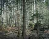 Ubern Wald 4 by Peter Bialobrzeski contemporary artwork print