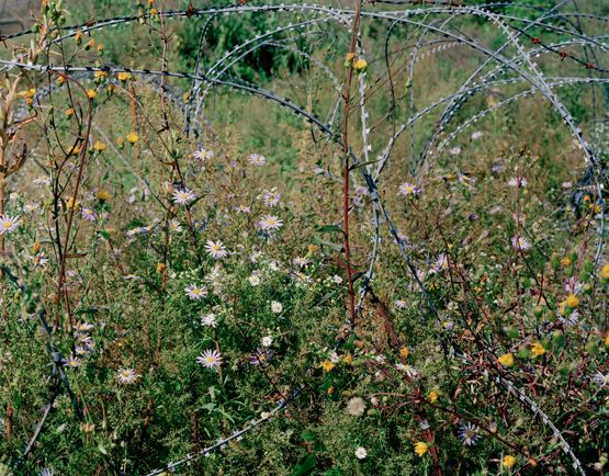 Entwined barbwire and flowers near DMZ Cheorwon South Korea2015 by Tomoko Yoneda contemporary artwork Photography