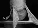 Dead Bee Portrait 4 by Anne Noble contemporary artwork Photography