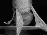 Dead Bee Portrait 4 by Anne Noble contemporary artwork photography