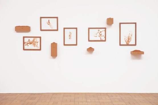 Flora do Sertao  by Brigida Baltar contemporary artwork Installation