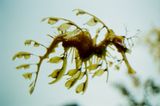 Leaves swim SHIF 008 by Shimabuku contemporary artwork photography print