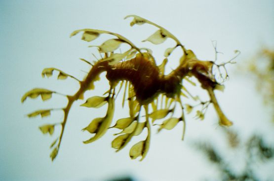 Leaves swim SHIF 008 by Shimabuku contemporary artwork Photography