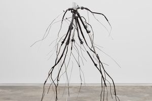 Josh Callaghan