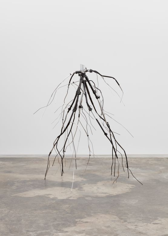 Manfrottos Dream Stump and Subterranean Roots by Josh Callaghan contemporary artwork Works on Paper
