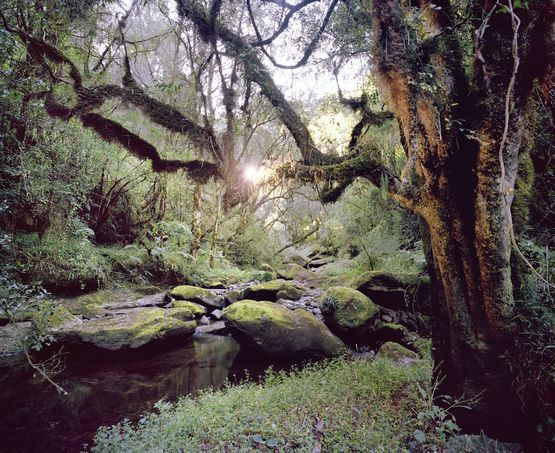 Forest Scene by Johno Mellish contemporary artwork Photography
