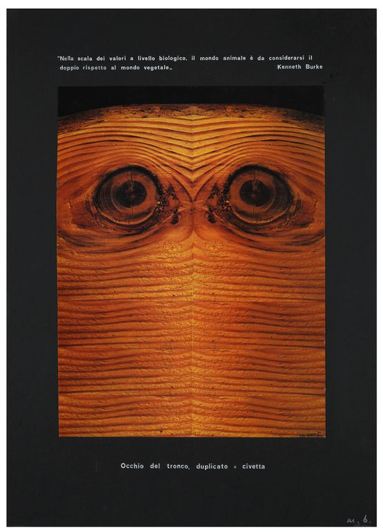 Eye of the tree trunk Eye of the double tree trunk  Owl Objet signifie by Mirella Bentivoglio contemporary artwork Works on Paper