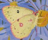 Pink Edged Sulphur by Claudia Keep contemporary artwork painting