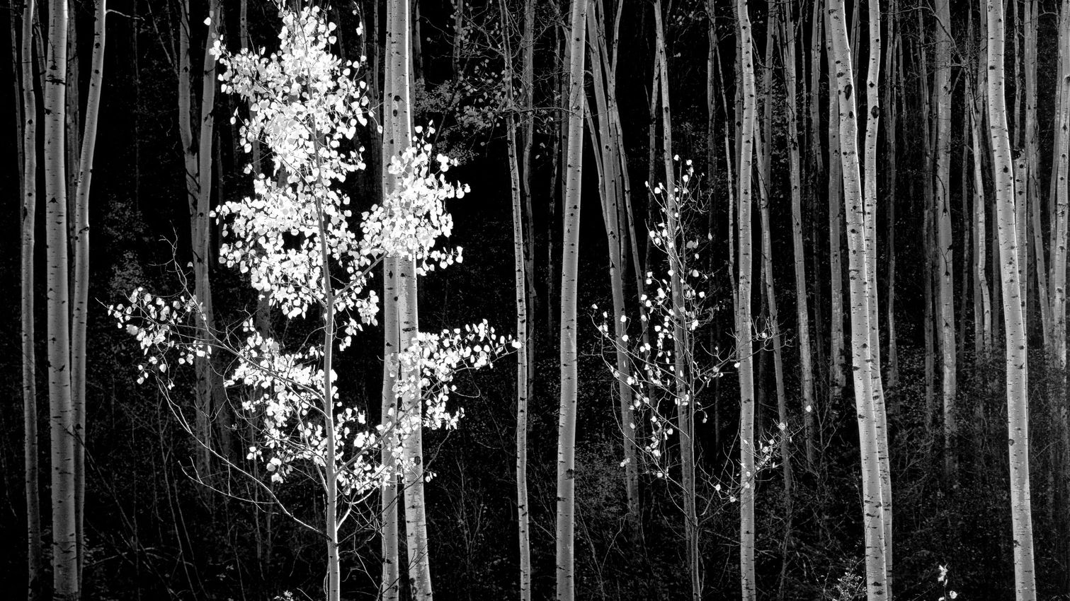 ANSEL ADAMS