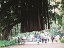 A arvore que caminha by Marcos Chaves contemporary artwork Moving Image