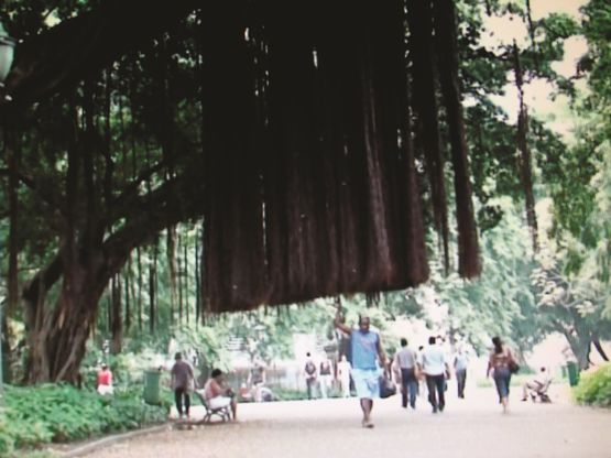 A arvore que caminha by Marcos Chaves contemporary artwork Moving Image