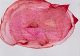 From the Dead Reckoning to Her Folds series by Iz Oztat contemporary artwork painting works on paper