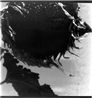 The Monster by Ziad Antar contemporary artwork Photography